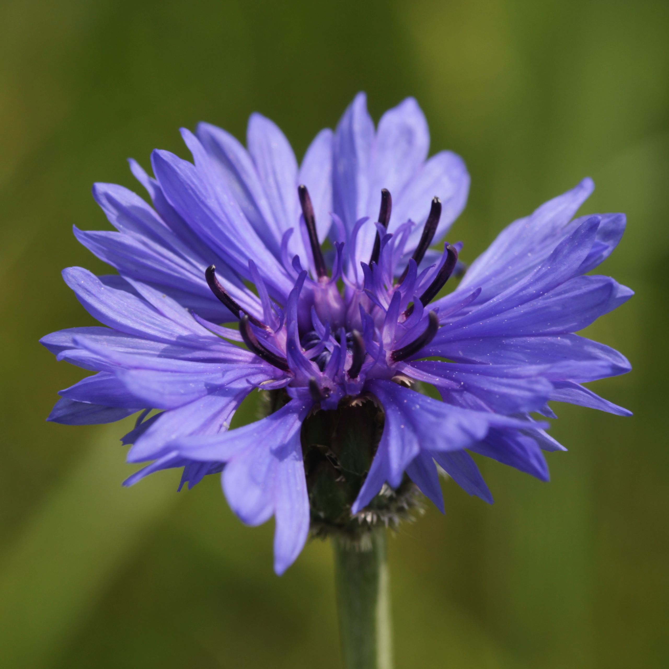 Kornblume Arbeitsgemeinschaft BienenVielfalt
