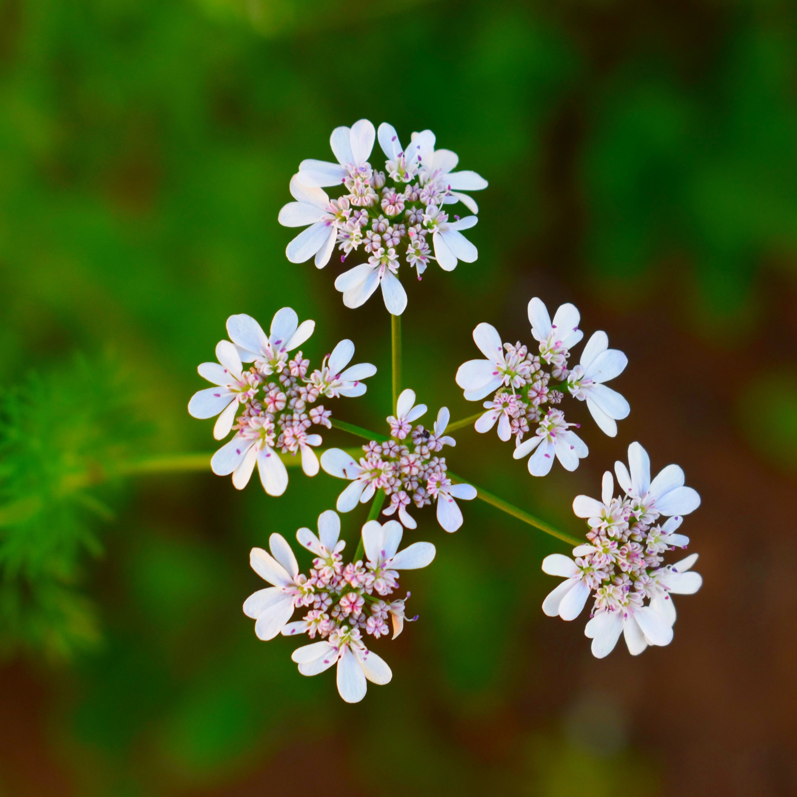 Koriander Arbeitsgemeinschaft BienenVielfalt