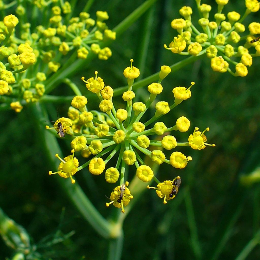 Fenchel