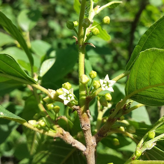 Gemeiner Faulbaum