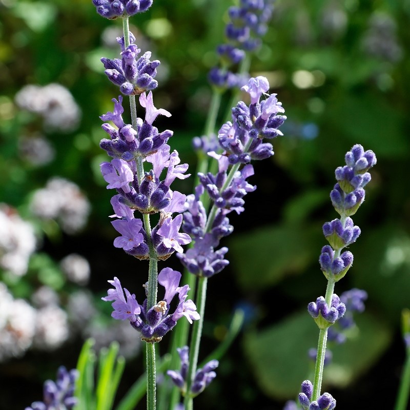 Lavendel