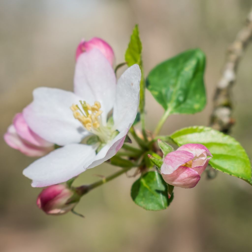 Apfel