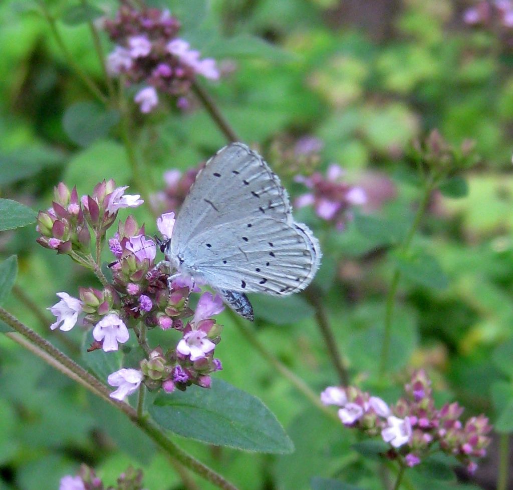 Oregano