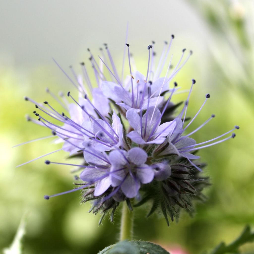 Bienenfreund