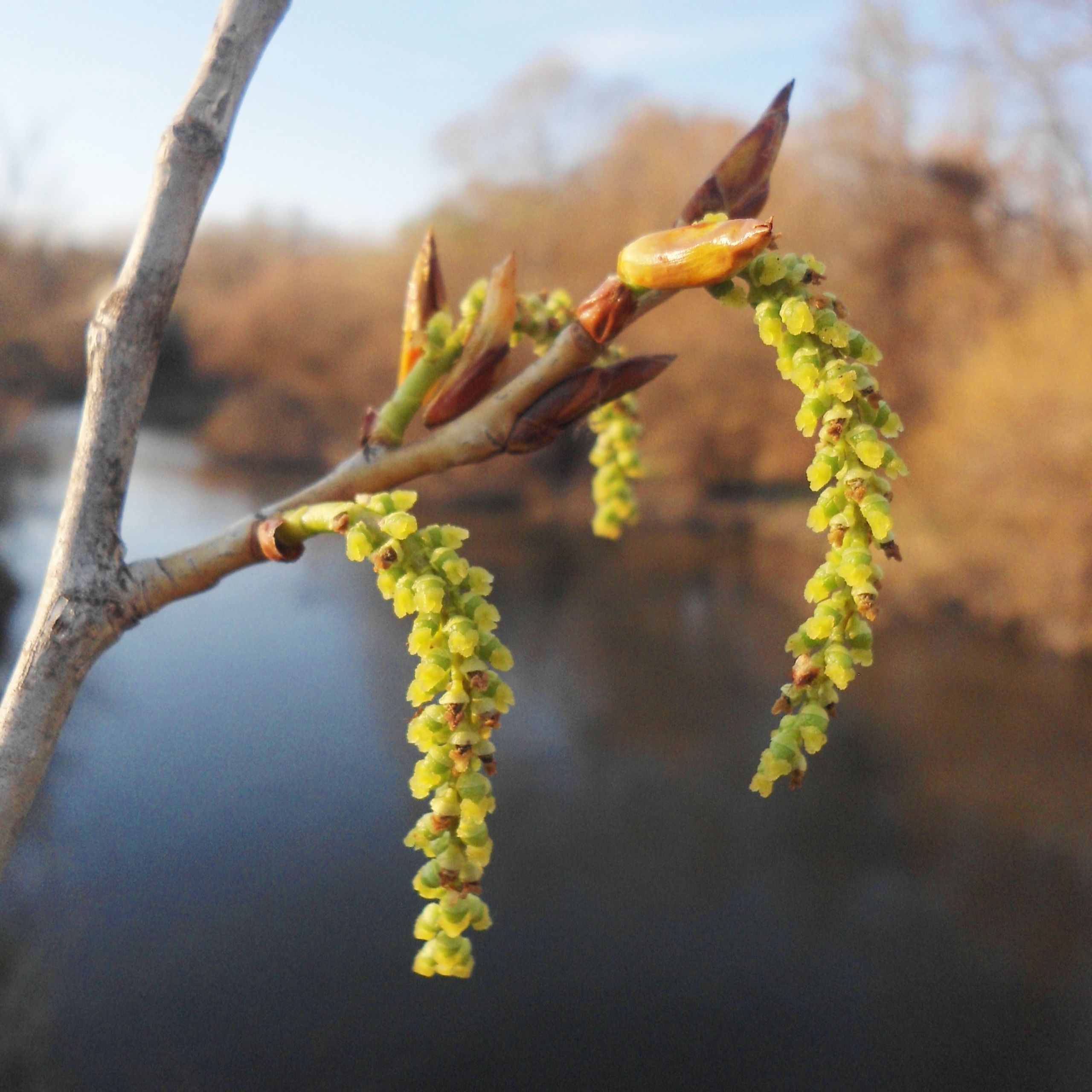 Wie Sieht Eine Pappel Aus Pappel - Arbeitsgemeinschaft BienenVielfalt