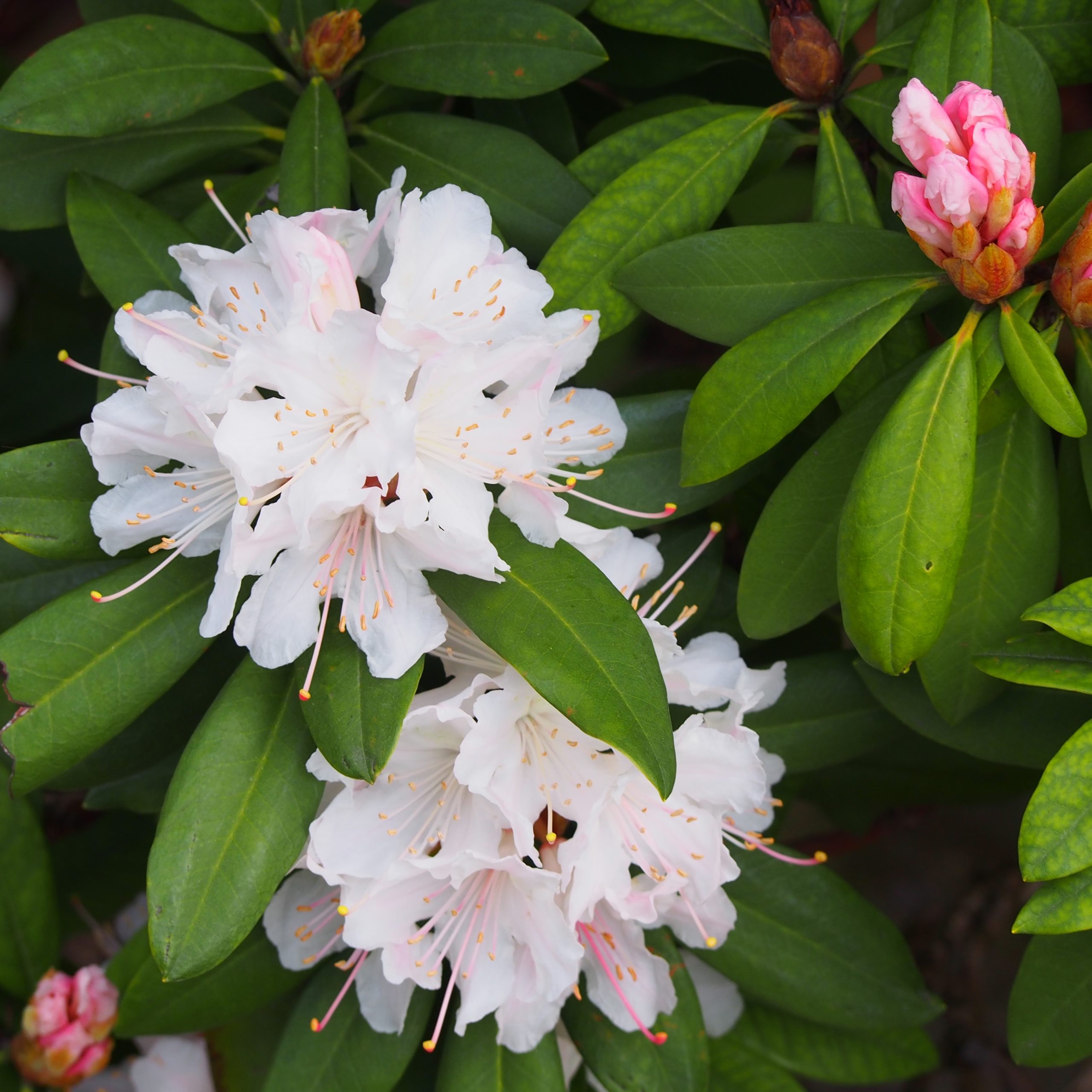 Azalee Arbeitsgemeinschaft BienenVielfalt