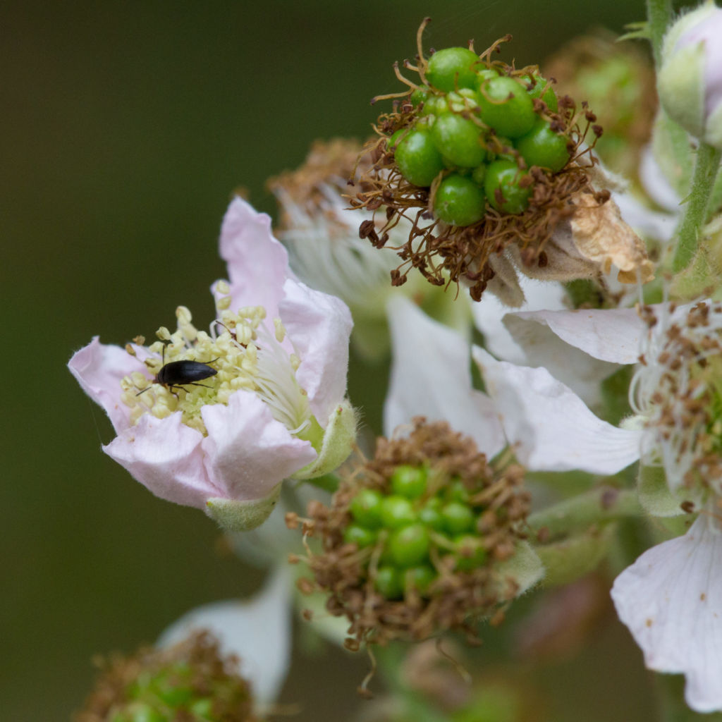 Brombeere