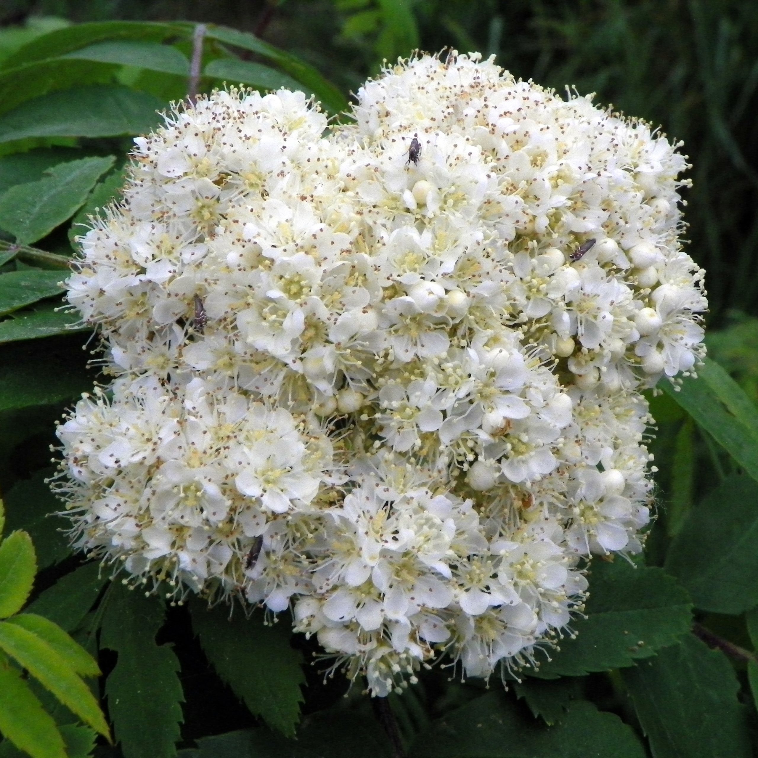 Eberesche Arbeitsgemeinschaft BienenVielfalt