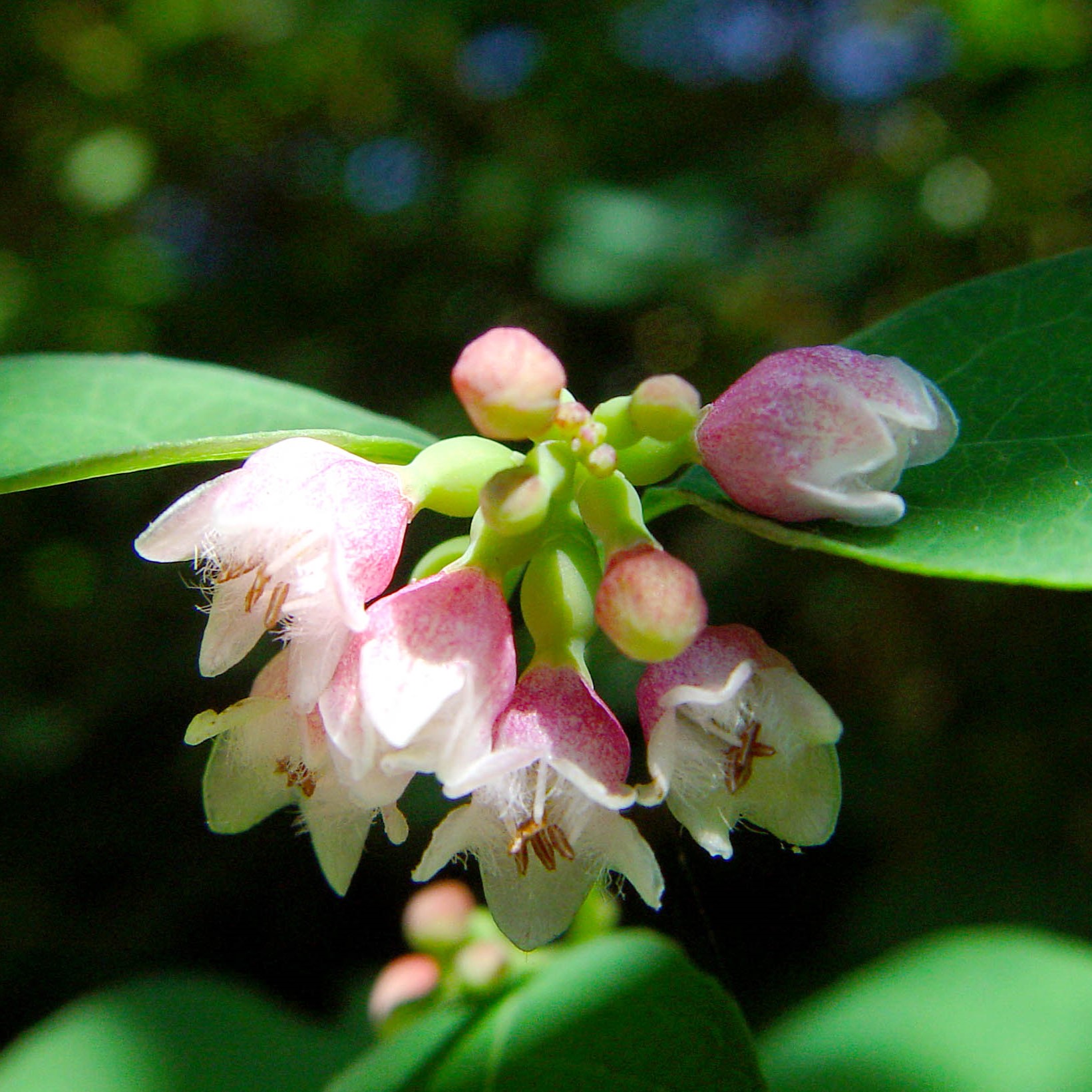 Gewöhnliche Schneebeere Arbeitsgemeinschaft BienenVielfalt
