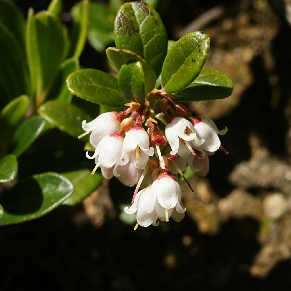 Heidelbeere