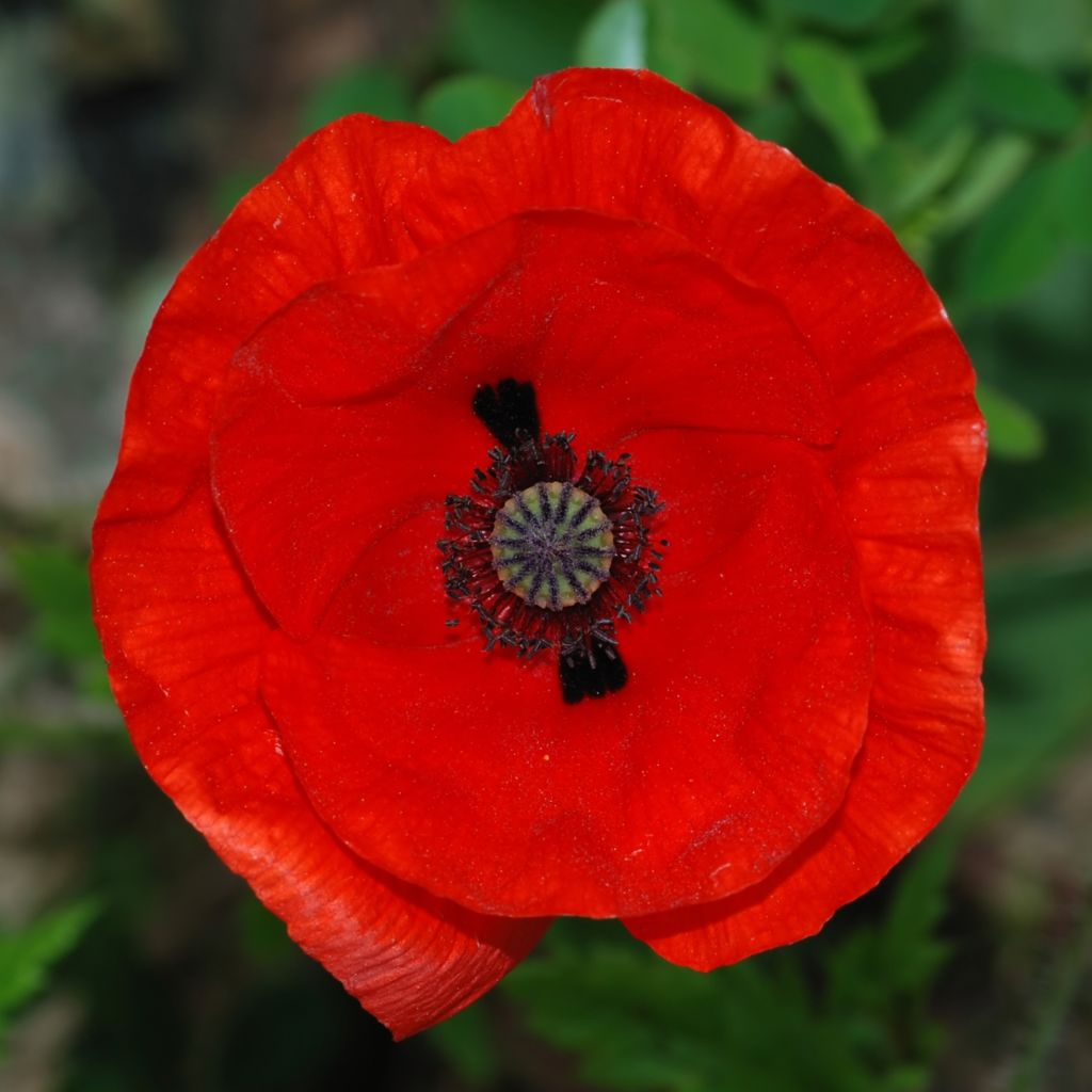 Klatschmohn