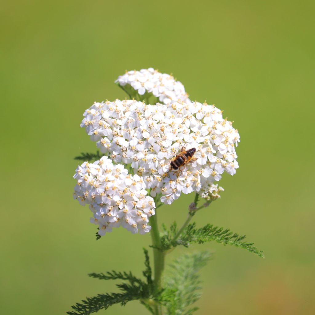 Gewöhnliche Schafgarbe