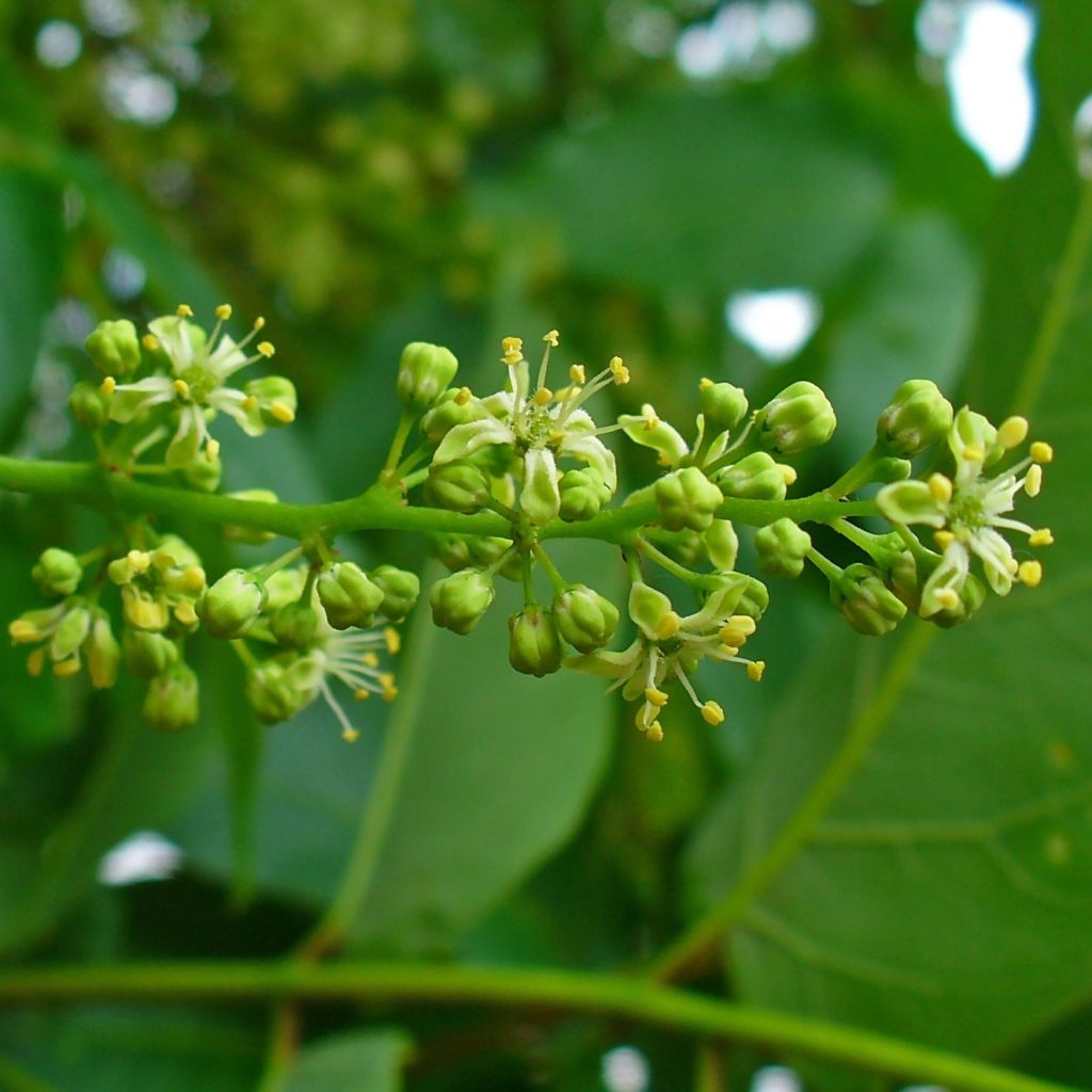 Chinesischer Götterbaum