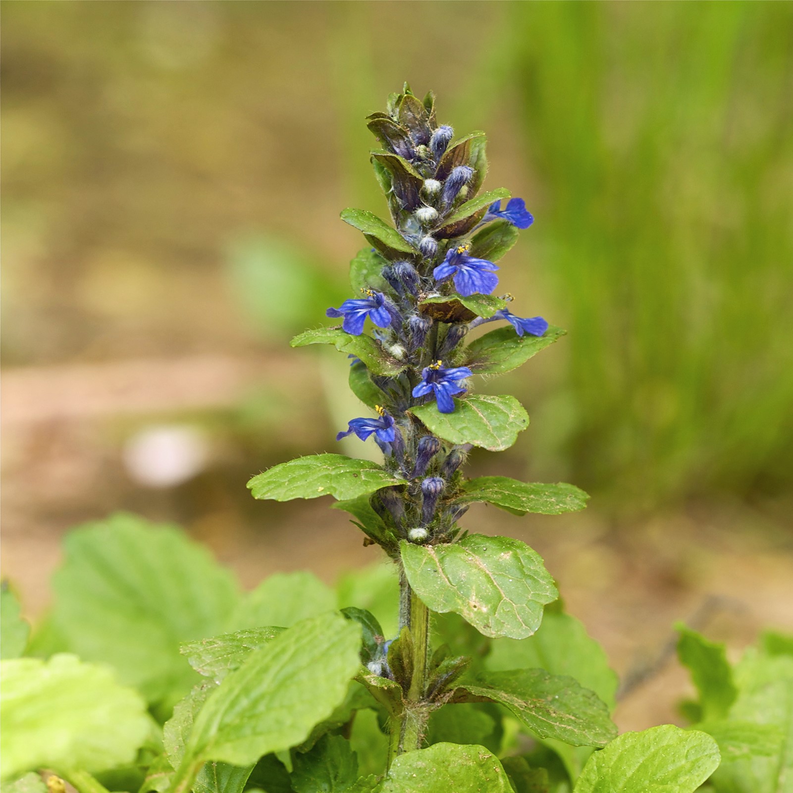 kirschlorbeer wurzelsperre Kirschlorbeer 'Rotundifolia' | kaufen