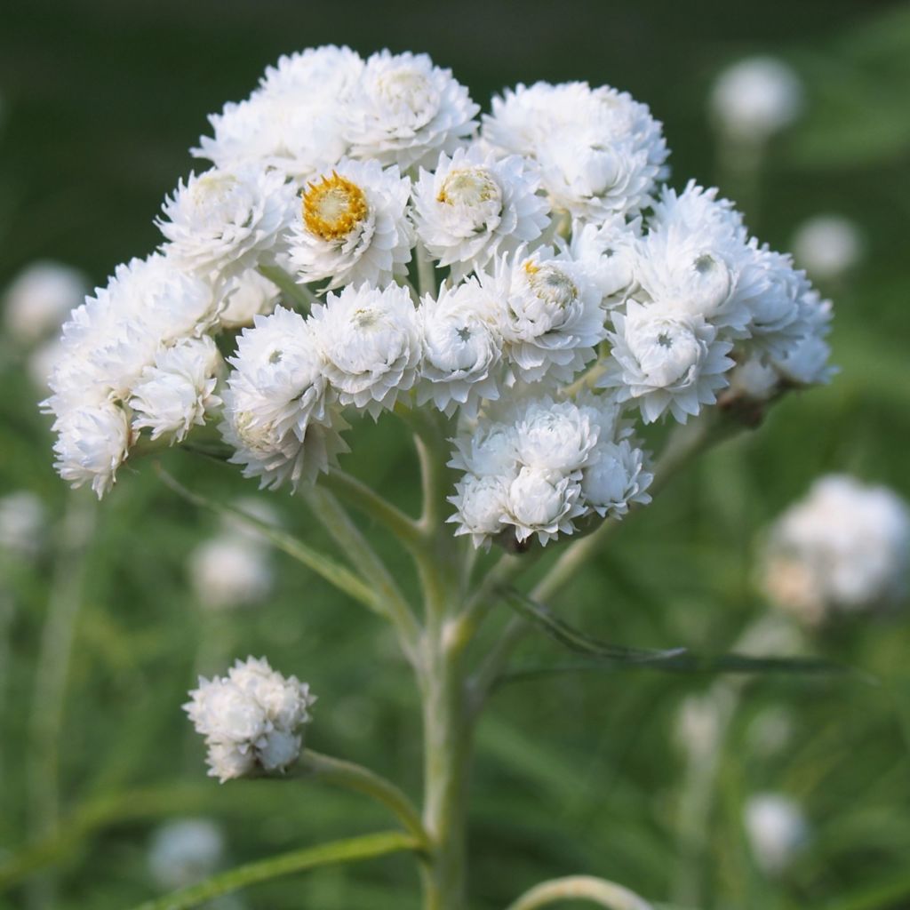 Großblütiges Perlkörbchen