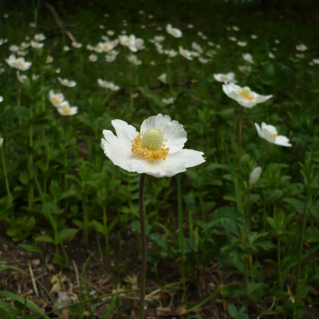 Wald-Wiesenröschen