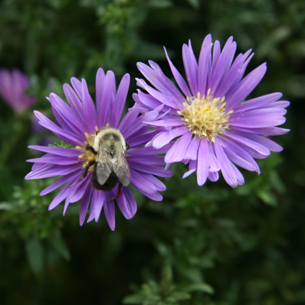 Neubelgische Aster