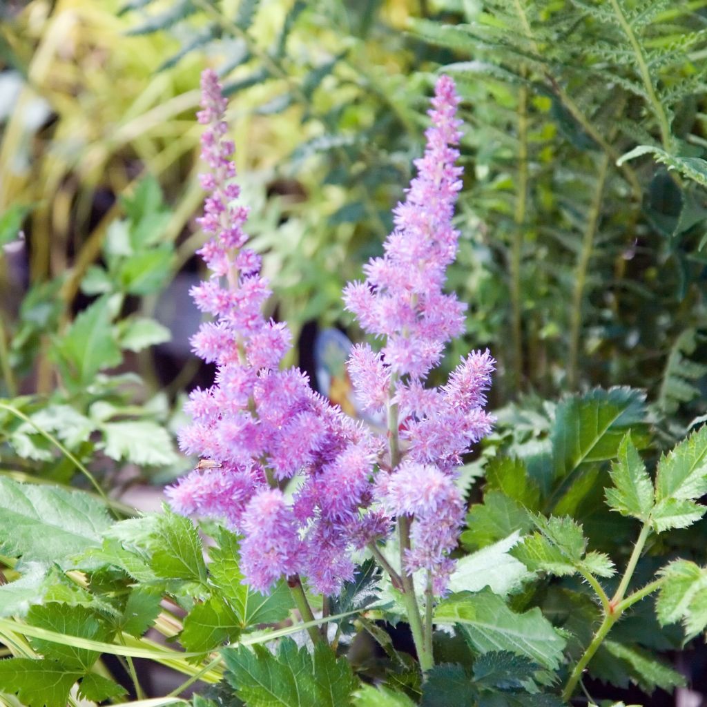 China-Astilbe