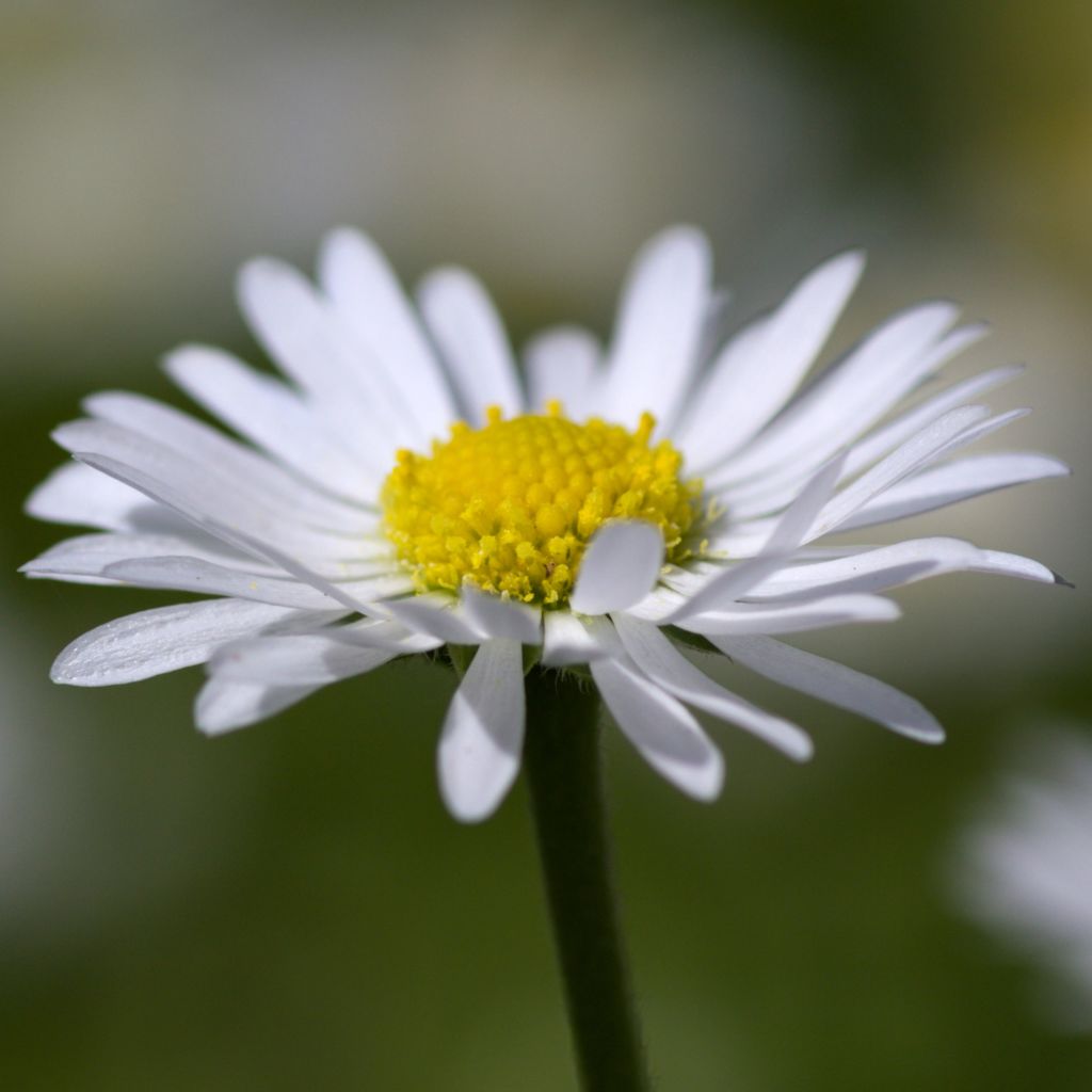 Gänseblümchen