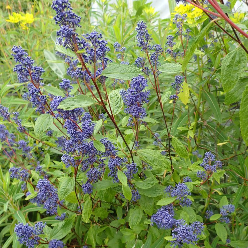 Blaue Säckelblume