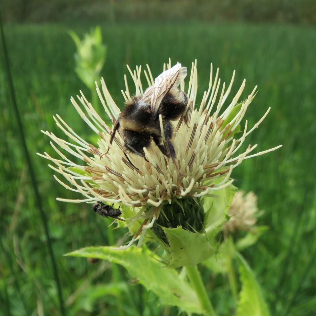 Kohl-Kratzdistel