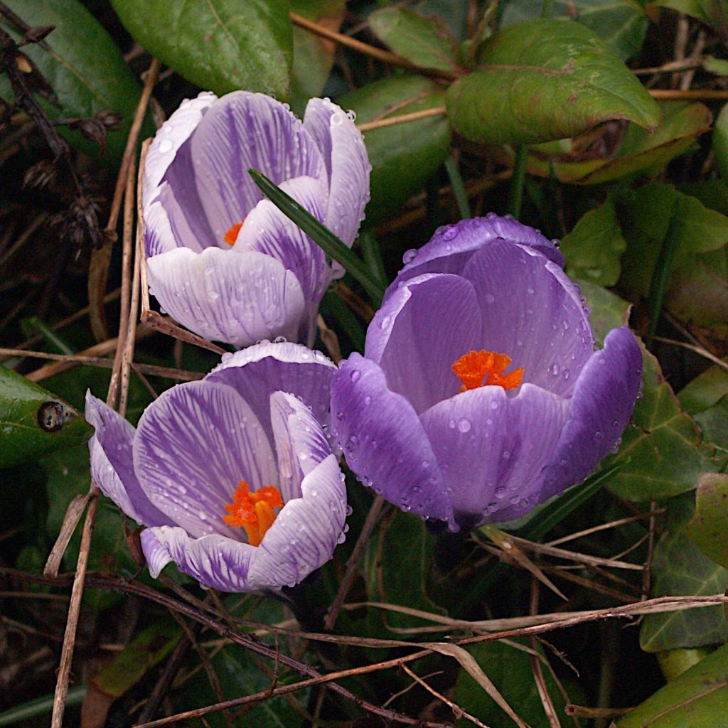 Krokus