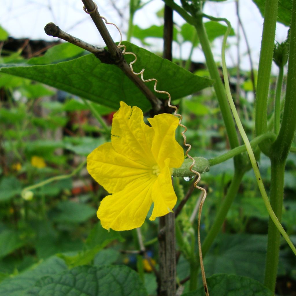 Garten-Gurke