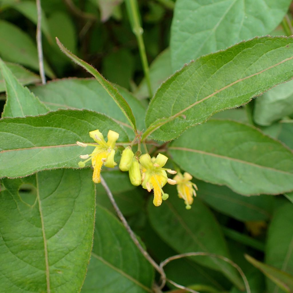 Kanadisches Buschgeißblatt