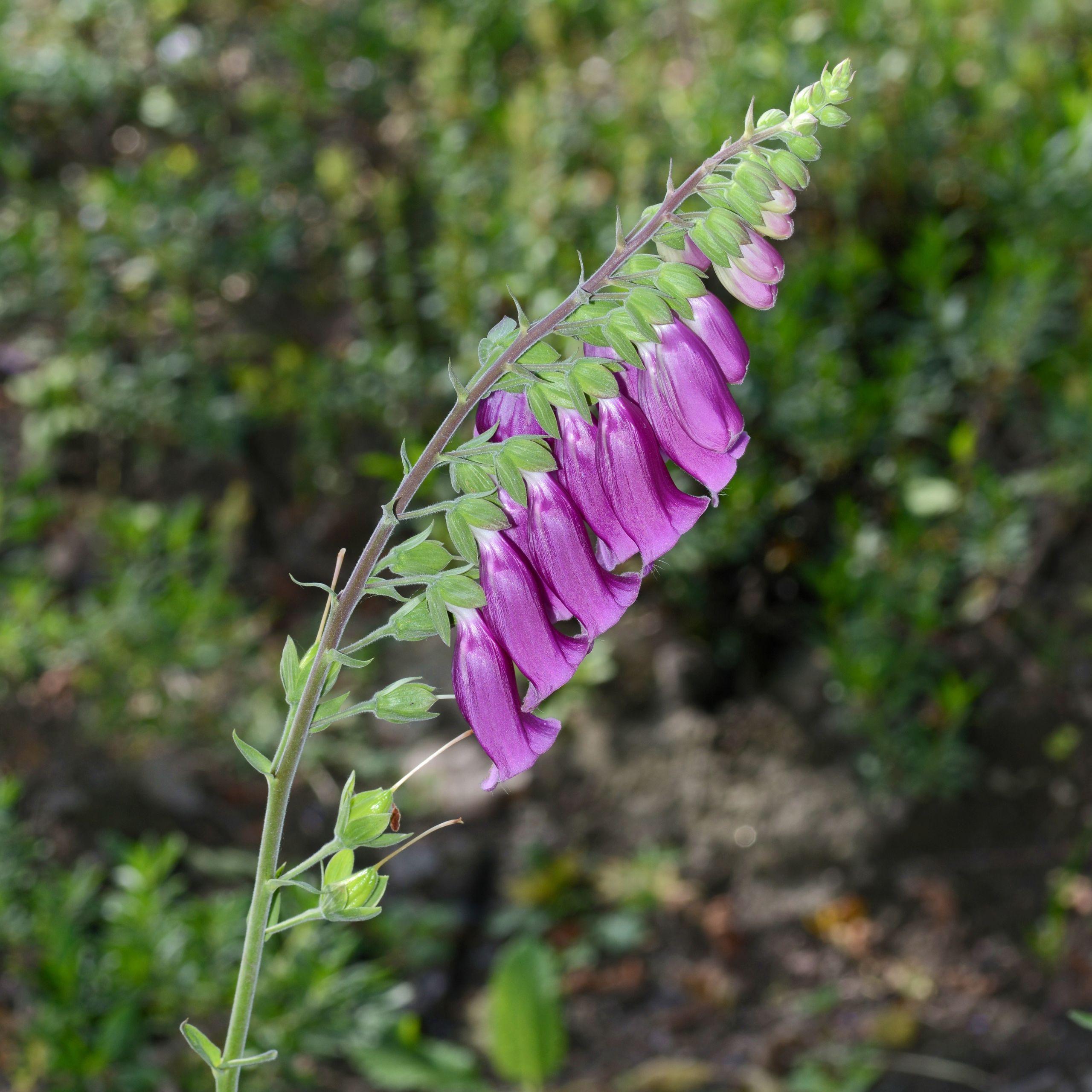 Fingerhut Arbeitsgemeinschaft BienenVielfalt