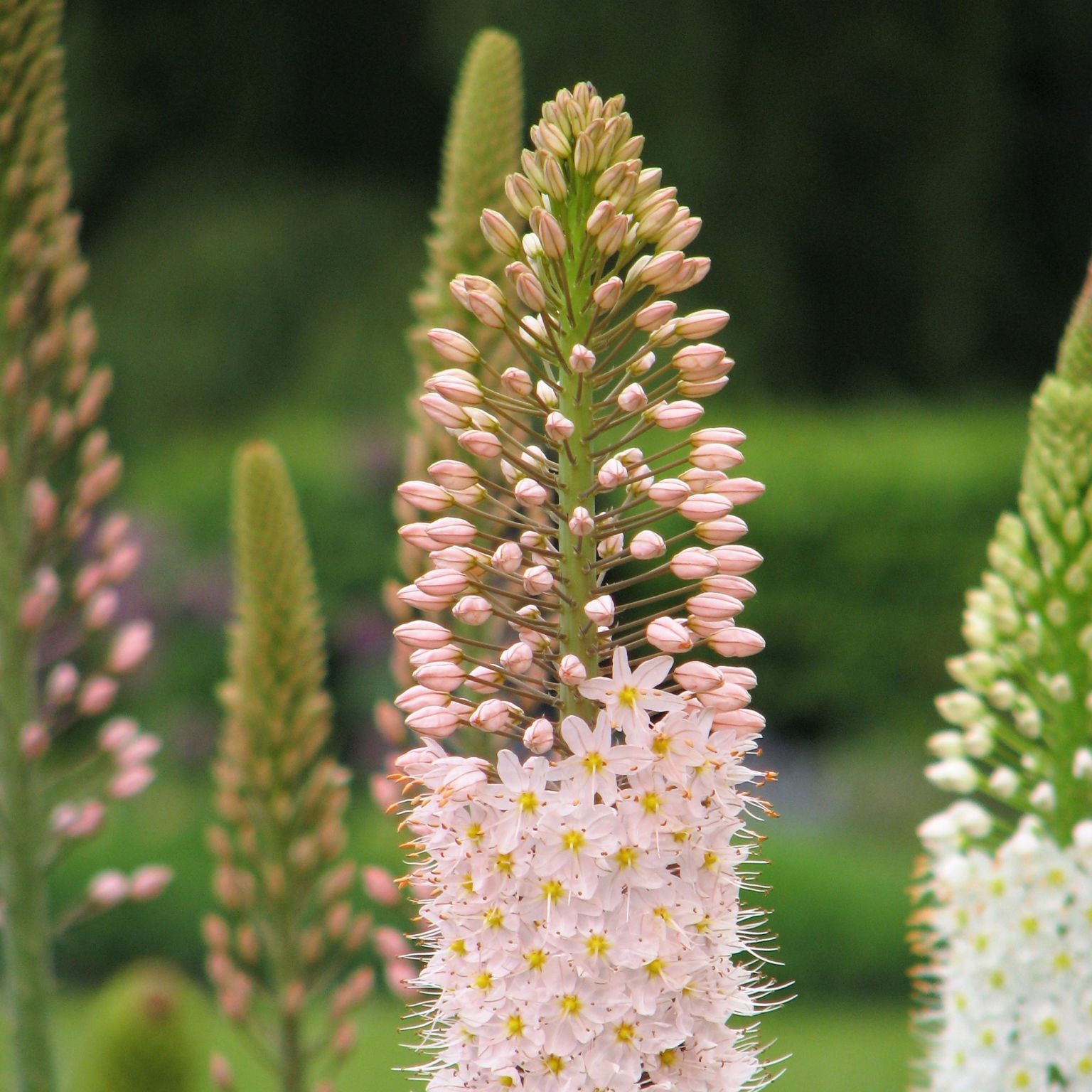 Riesen-Steppenkerze - Arbeitsgemeinschaft BienenVielfalt Riesen-Steppenkerze - Arbeitsgemeinschaft BienenVielfalt