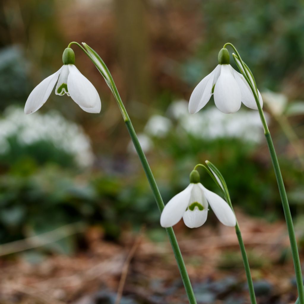 Schneeglöckchen