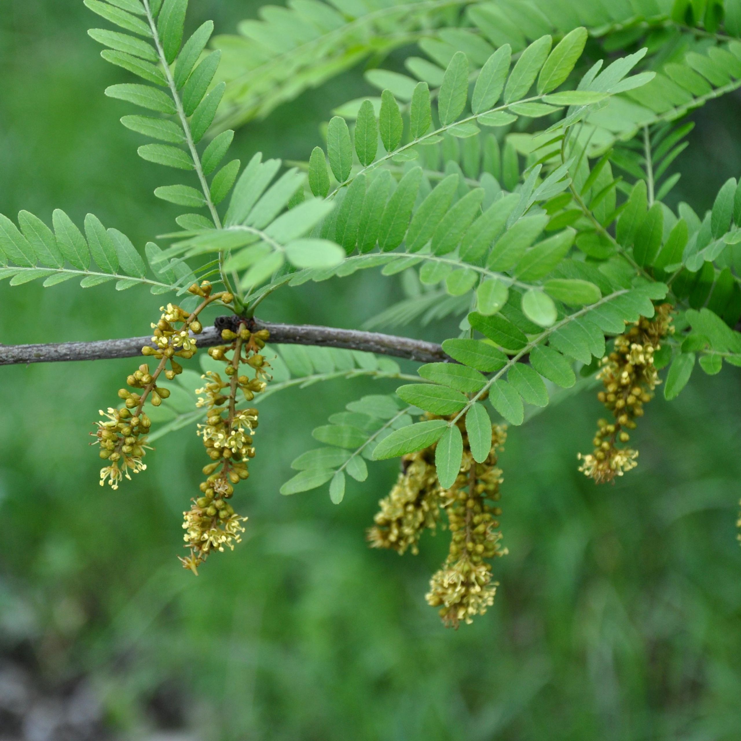 Dreidornige Gleditschie Arbeitsgemeinschaft BienenVielfalt