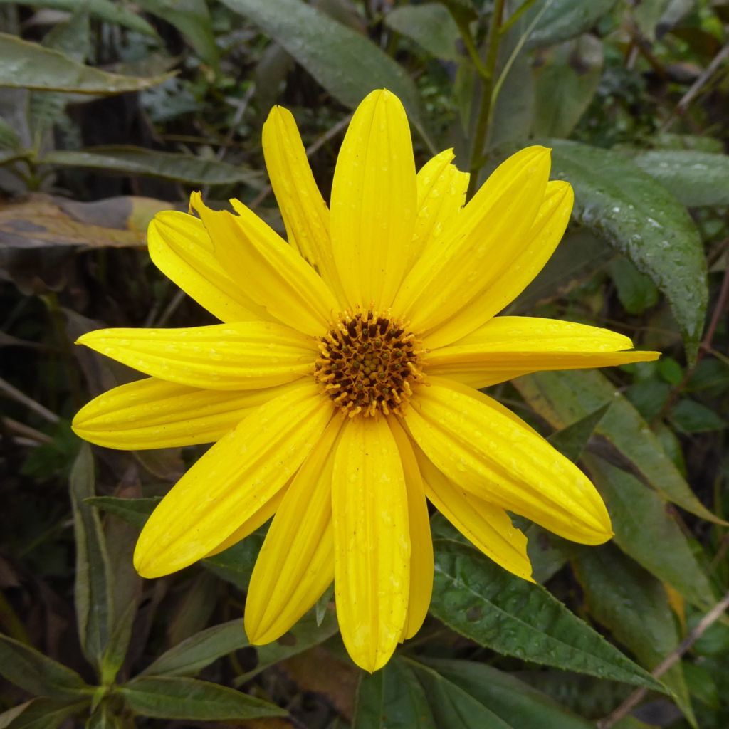 Topinambur Arbeitsgemeinschaft BienenVielfalt