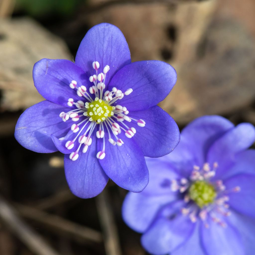 Gewöhnliches Leberblümchen