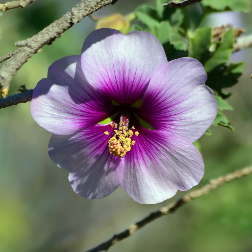 Hibiskus