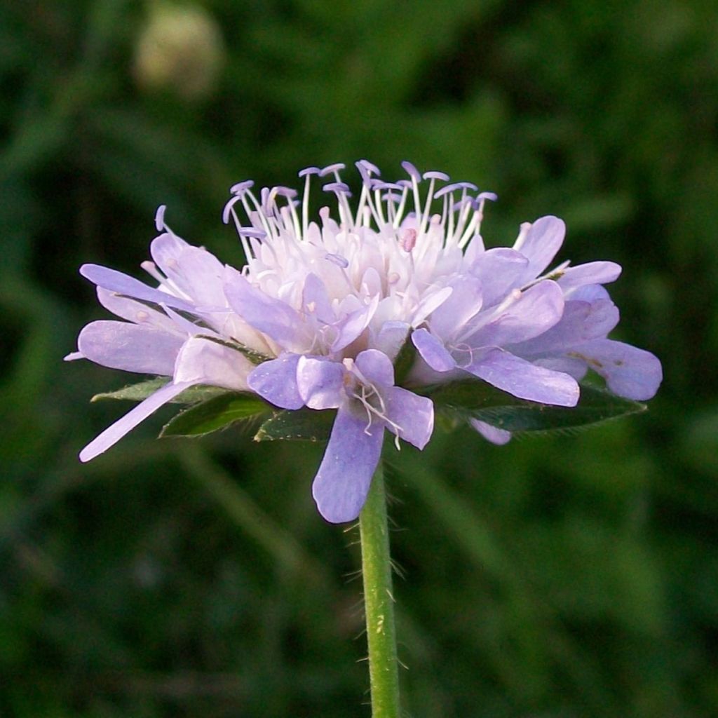 Wiesen-Witwenblume