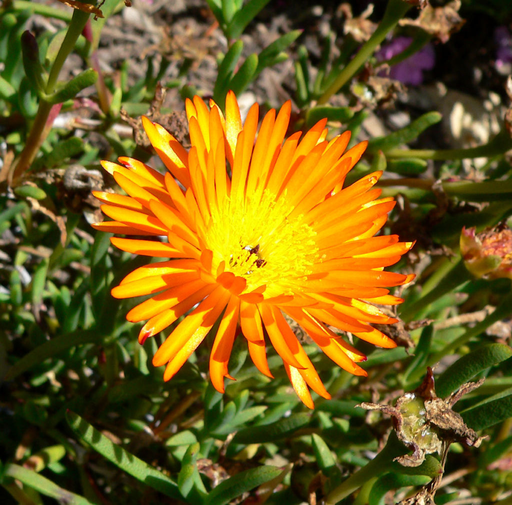 Mittagsblume