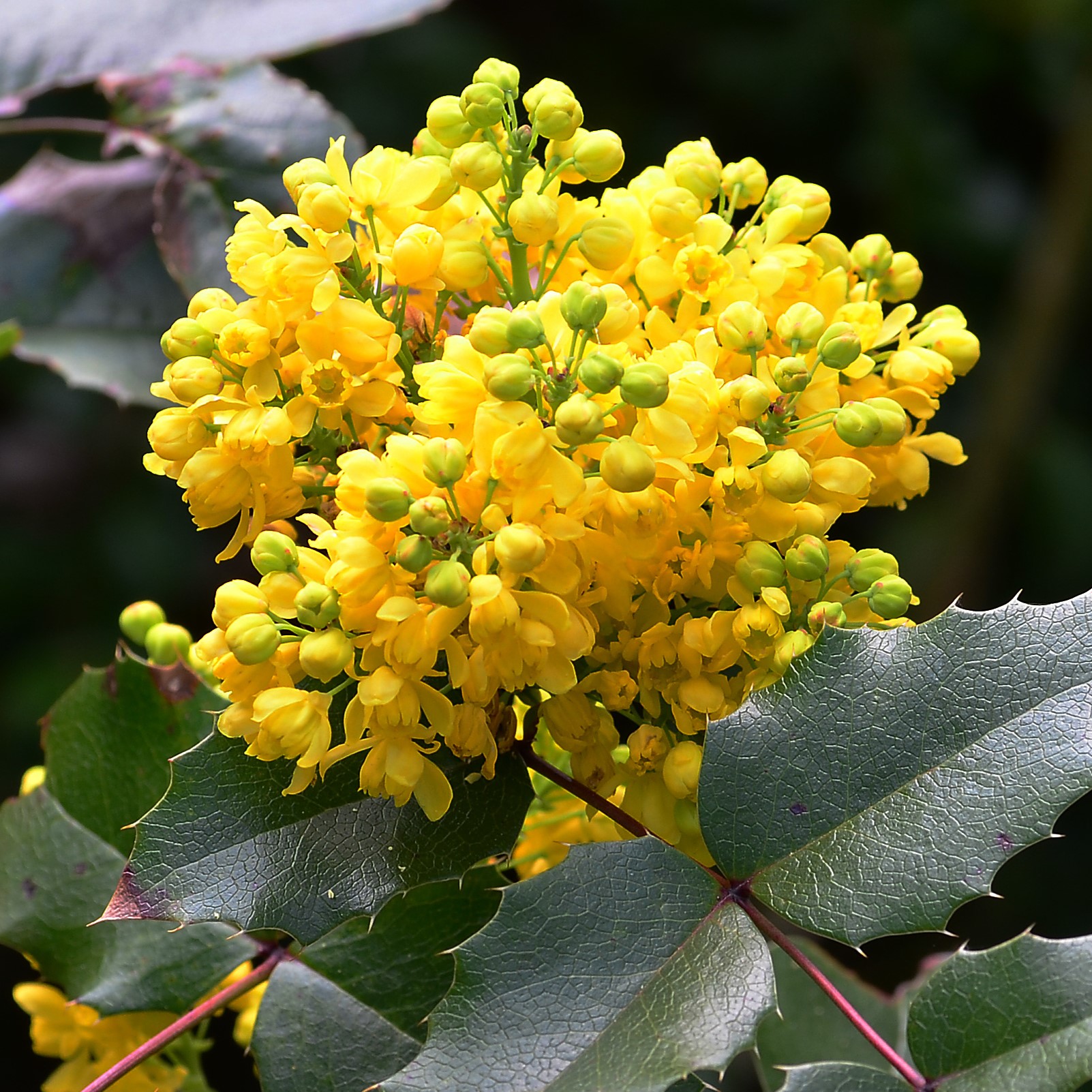 Gewöhnliche Mahonie Arbeitsgemeinschaft BienenVielfalt