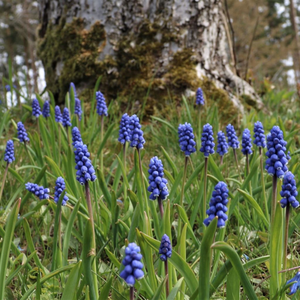 Kleine Traubenhyazinthe