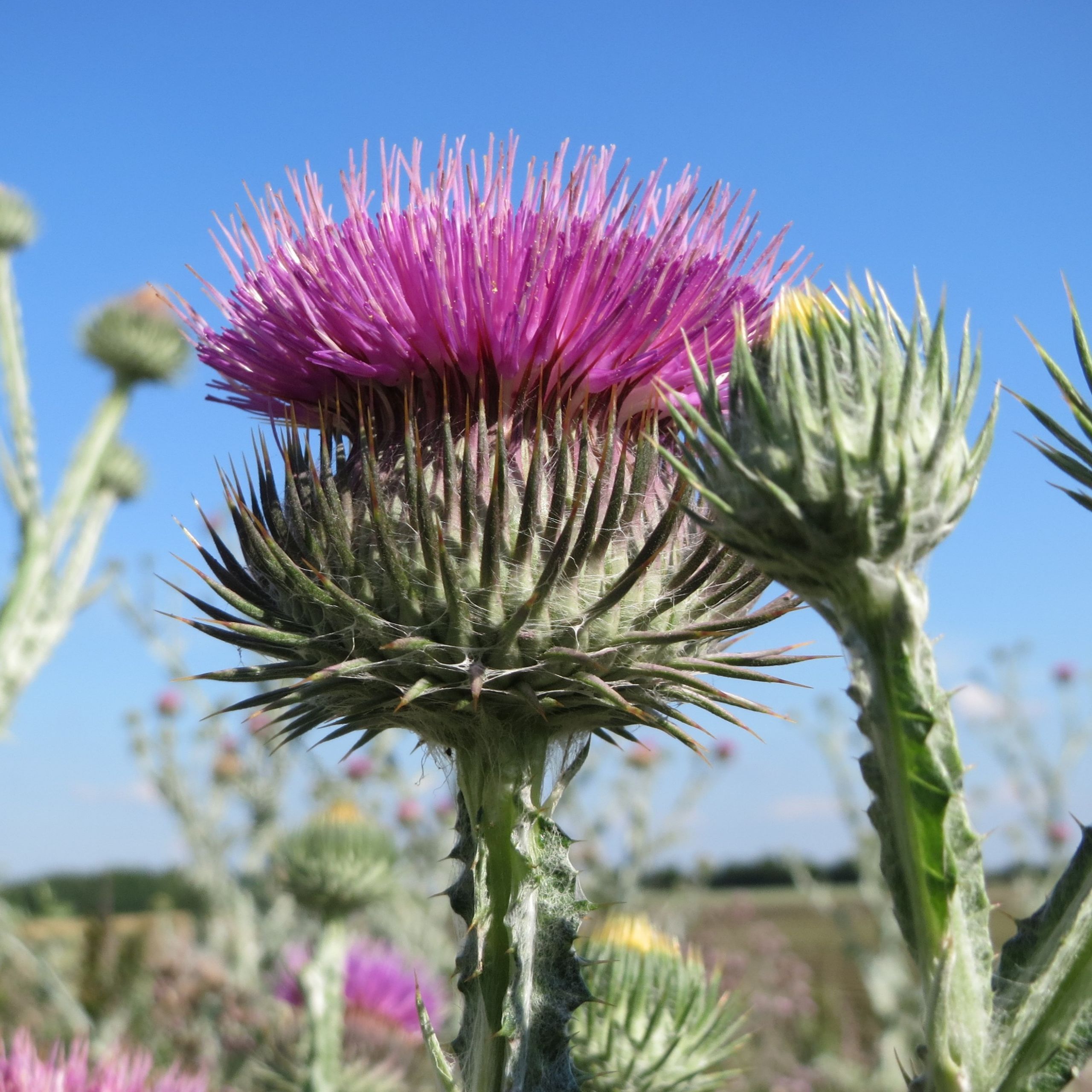 Gewöhnliche Eselsdistel Arbeitsgemeinschaft BienenVielfalt