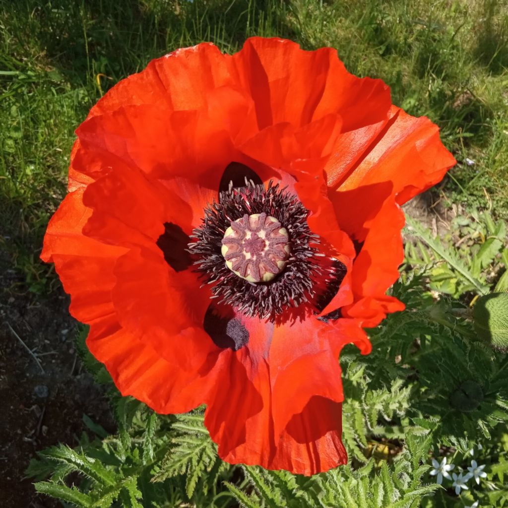 Orientalischer Mohn