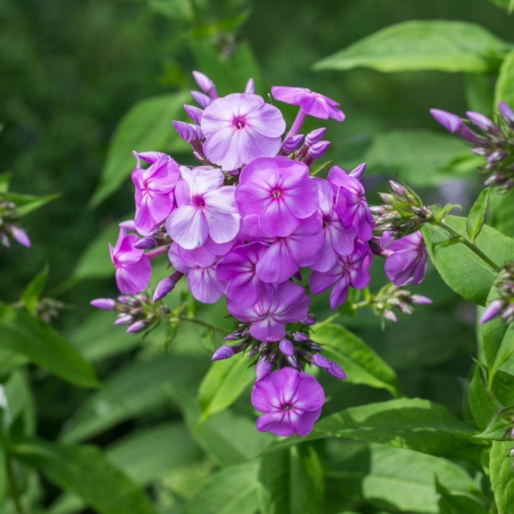 Phlox