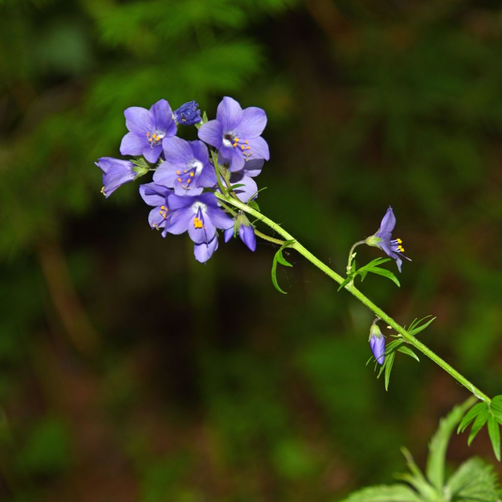 Blaue Himmelsleiter