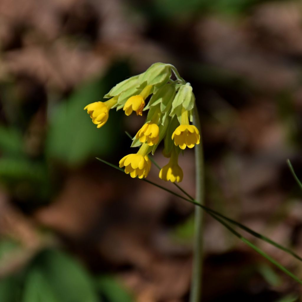 Schlüsselblume