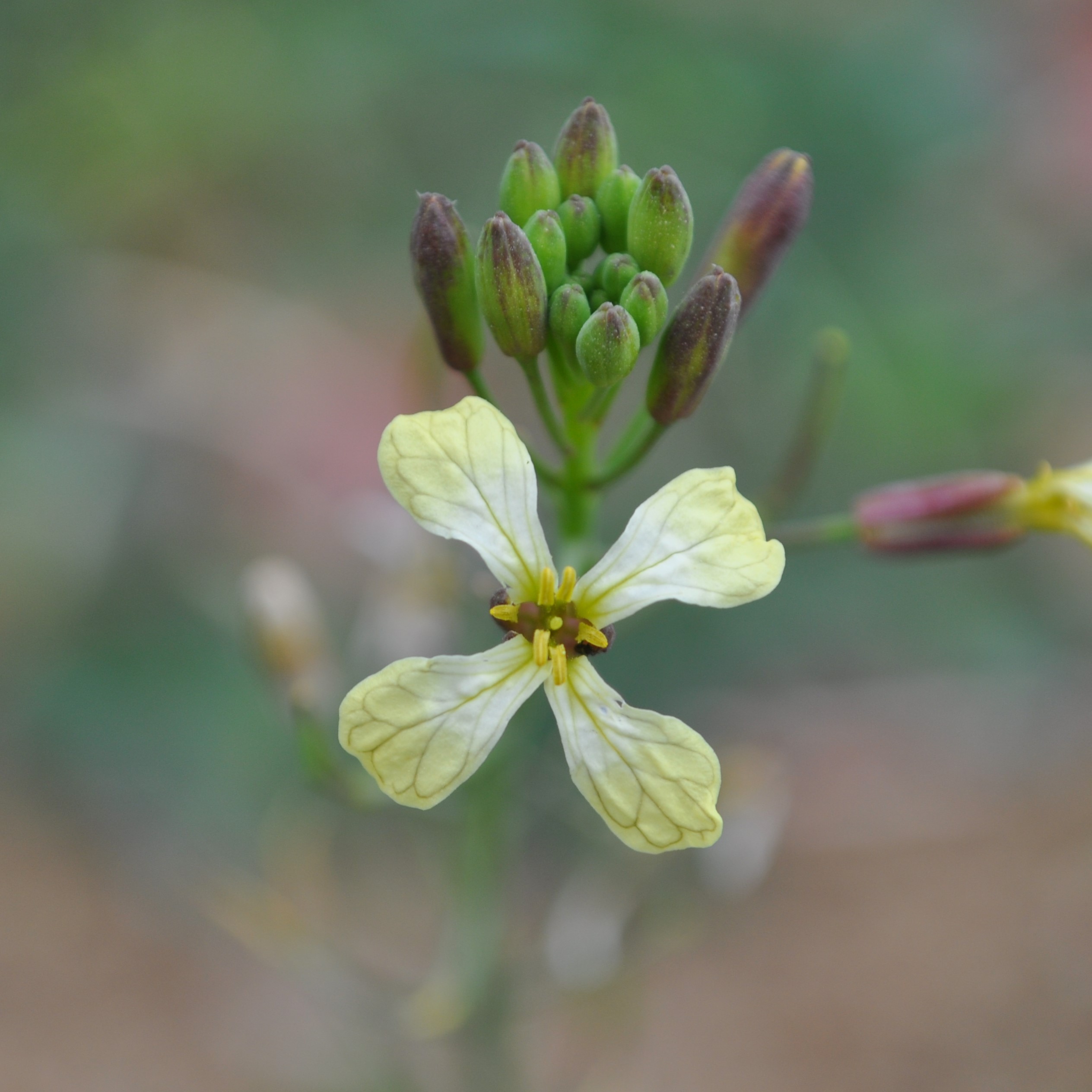 Acker-Rettich - Arbeitsgemeinschaft BienenVielfalt