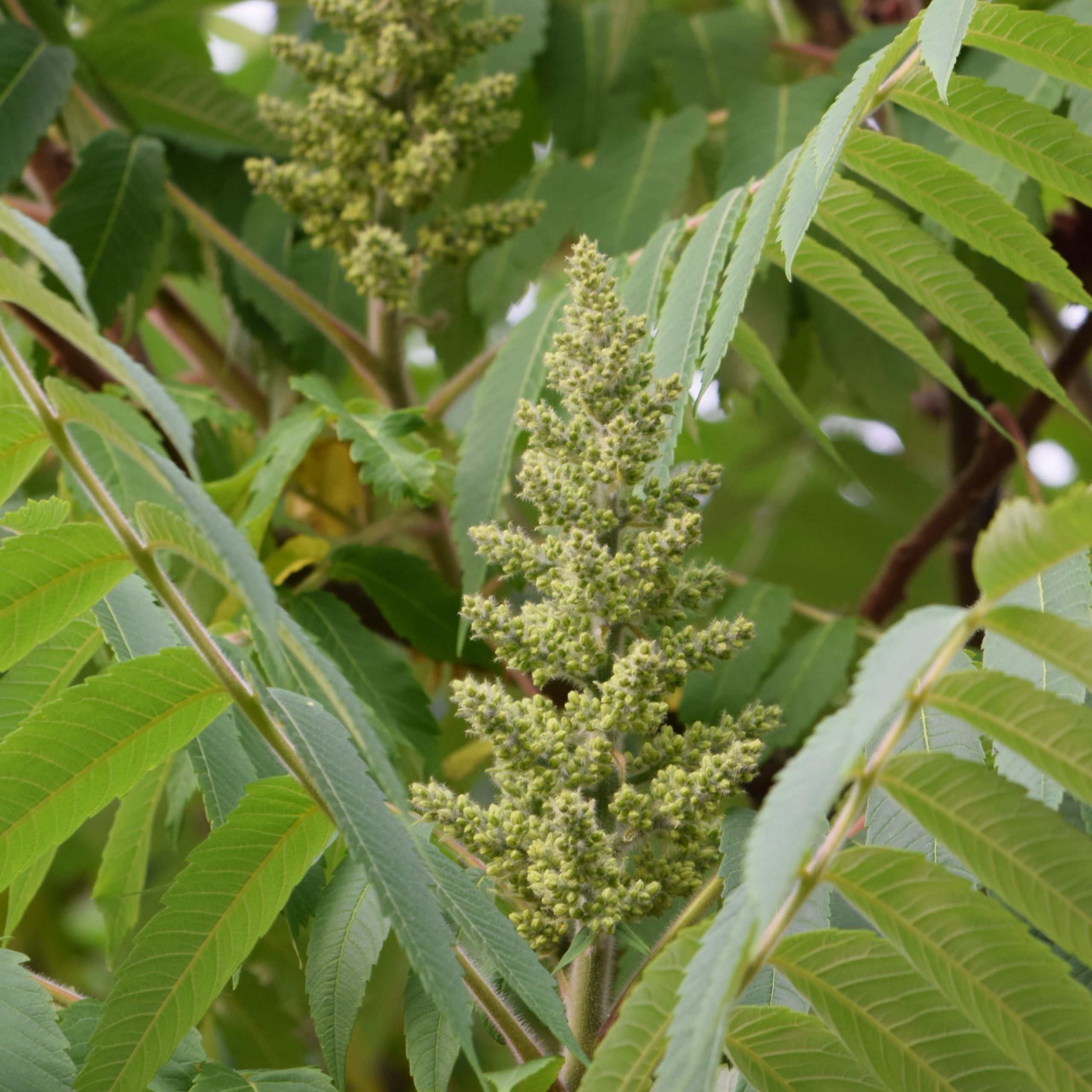 Essigbaum Arbeitsgemeinschaft BienenVielfalt