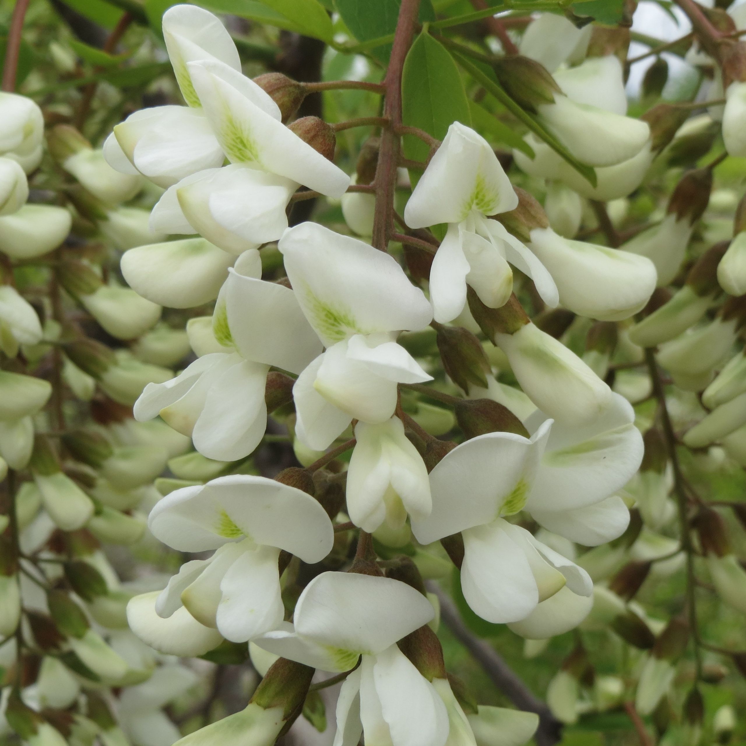Gewöhnliche Robinie Arbeitsgemeinschaft BienenVielfalt