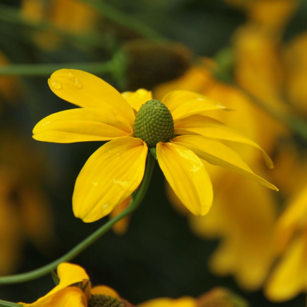 Rudbeckie