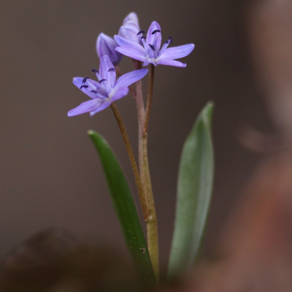 Zweiblättriger Blaustern