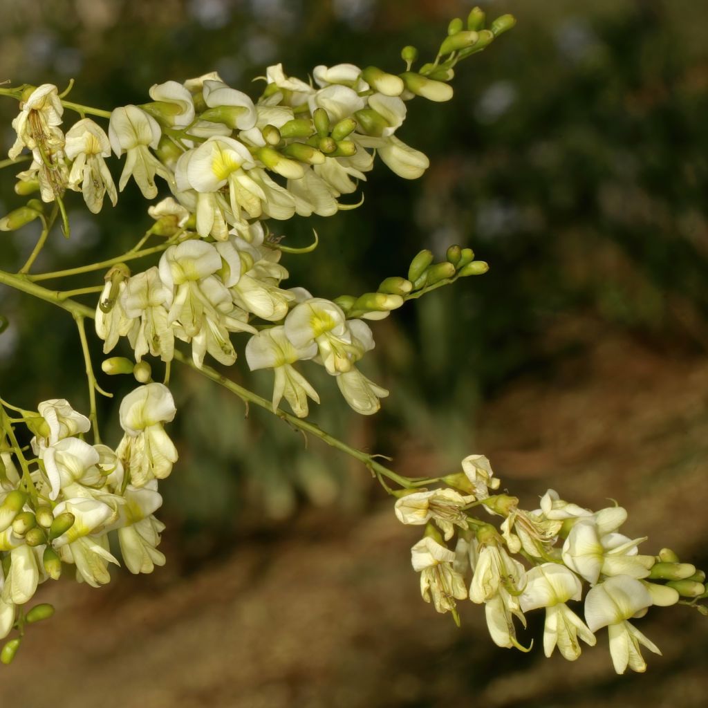 Japanischer Schnurbaum